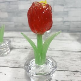 3月の鉢植え　赤色のチューリップの画像