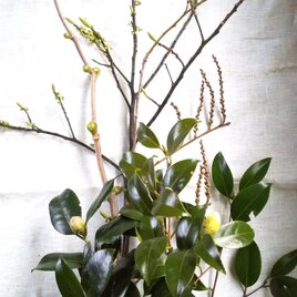mio 様専用　季節の茶花 3月の画像
