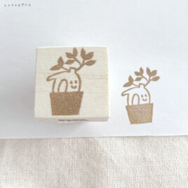ボタニカルシリーズ　ガジュマルの画像