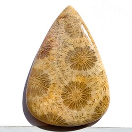 フォッシルコーラル[238] 43x29mm 58Cts 天然石ルースの画像