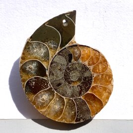 穴あきアンモナイト[126] 36x29mm 12g　天然石ルースの画像