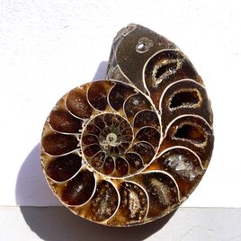 穴あきアンモナイト[127] 35x29mm 12g　天然石ルースの画像