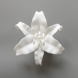 カサブランカ 白の画像