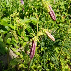 季節の茶花　なな様専用