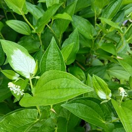季節の茶花　なな様専用