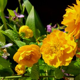 季節の茶花　mio 様専用の画像