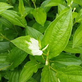 季節の茶花　mio 様専用の画像