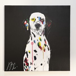 Dalmatian / ダルメシアンの画像