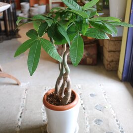 再入荷！<1点のみ＞＜現物＞　大きなくねくね パキラ 陶器鉢の画像
