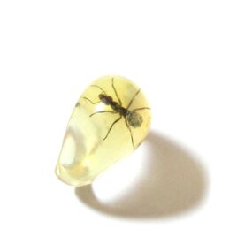 Vintage Ant Resin Specimen Ringの画像