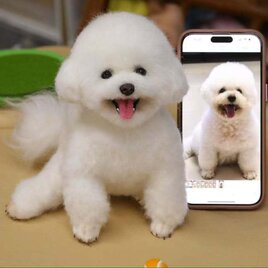 【受注作製】羊毛フェルト、うちの子、犬ぬいぐるみ、フェルト犬、ペットの肖像画、犬猫人形、トイプードル、ペットロス、うちのこ記念日の画像