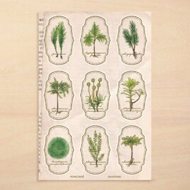 苔標本ステッカーの画像
