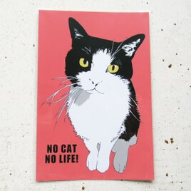 はちわれ猫さんのポストカードの画像