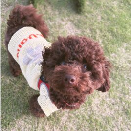 犬種シルエットとお名前入りサマーセーター〜コットン糸の編み込みセーター〜の画像