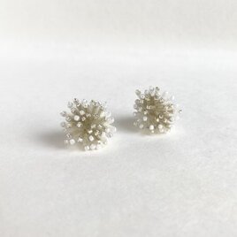 綿雪6の画像