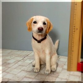 羊毛フェルト　犬　ラブラドールレトリバー 犬フィギュア　レトリバーの画像