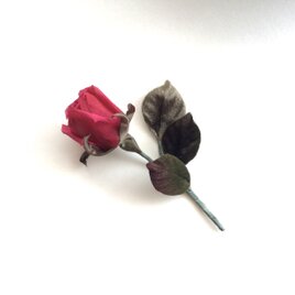 蕾薔薇