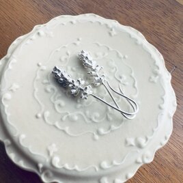 Silver Lavender