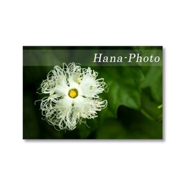 1664) カラスウリの花、サンバリーバブル、朝顔   ポストカード5枚組の画像