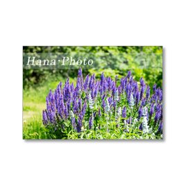 1631) 花のある風景　   ポストカード5枚組の画像