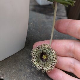 ガガイモ　フェルニア　ヒストリクス　カット苗の画像