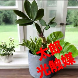 光触媒 人工観葉植物 ウォールグリーン フェイクグリーン 壁掛け