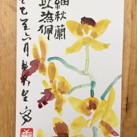 ポストカード　胡蝶蘭