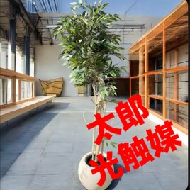 光触媒　人工観葉植物　ウォールグリーン　フェイクグリーン　イタリアンベンジャミン17365