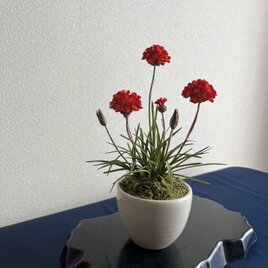 クレイフラワー 春の花 | iichi 日々の暮らしを心地よくする