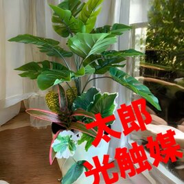 光触媒　人工観葉植物　ウォールグリーン　フェイクグリーン　モンステラポット04