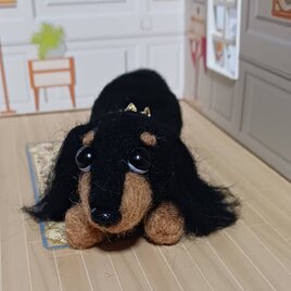 耳にくせ毛のある大き目ダックス　羊毛