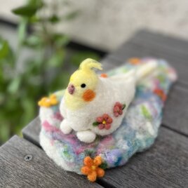 オカメインコさん、タマゴを抱っこ