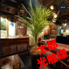 光触媒　人工観葉植物　ウォールグリーン　フェイクグリーン　カポック斑入リ1.5m 光触媒 人工観葉植物 ウォールグリーン フェイクグリーン