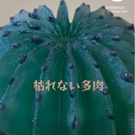 枯れない多肉♪ ユーフォルビア・ホリダ