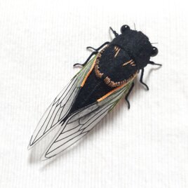 クマゼミ(オス)のぬいぐるみ