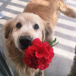 【女性用オーダー】しっぽさま専用