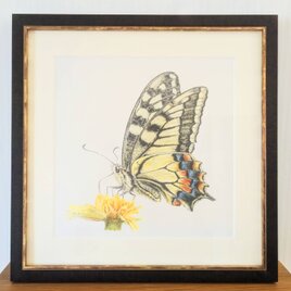 キアゲハ　原画(額付き)