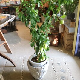 現物　可愛い♡実付き 大きな レモンの木　＜リスボン＞　 A