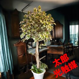 光触媒　人工観葉植物　ウォールグリーン　フェイクグリーン　斑入りベンジャミン