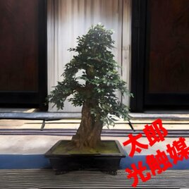 光触媒　人工観葉植物　ウォールグリーン　フェイクグリーン　盆栽　けやき　欅
