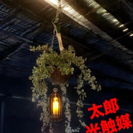 光触媒　人工観葉植物　ウォールグリーン　フェイクグリーン　吊り下げプミラ