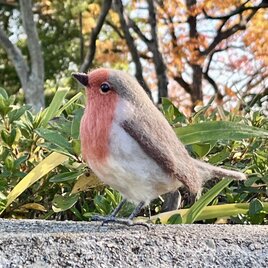 ヨーロッパコマドリ　左傾