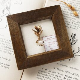 植物標本ブローチ 〜ツルマンネングサと水晶原石