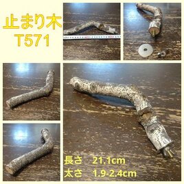 止まり木（枝：TOY-08-015）T571