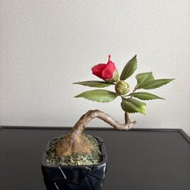 粘土の花　椿