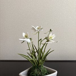 粘土の花　サギソウ