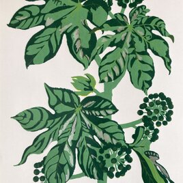 シルクスクリーン版画　ヤツデ