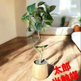 光触媒　人工観葉植物　ウォールグリーン　フェイクグリーン　ガジュマル41woo