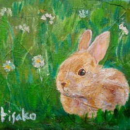 野原のうさぎ