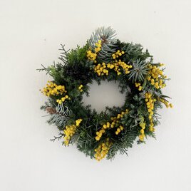 早春. イタリアから春の便り♬  ~ミモザ.ミランドールと針葉樹